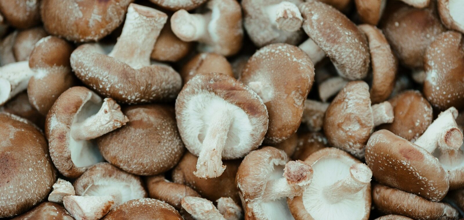 Shiitake reishi et maitake l alerte sanitaire sur les