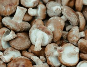 Shiitake reishi et maitake l alerte sanitaire sur les