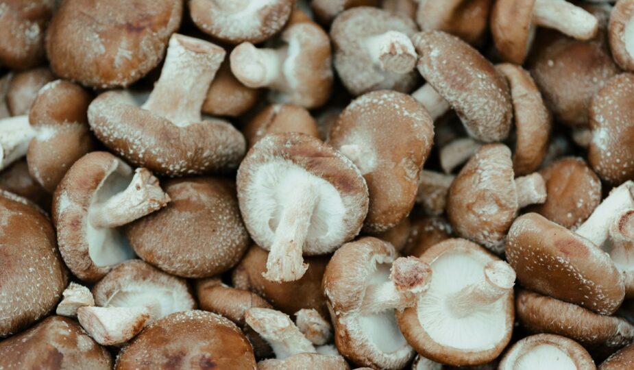 Shiitake reishi et maitake l alerte sanitaire sur les